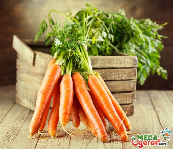 Лучшие семена моркови для различных целей: хранения, употребления в свежемвиде или для продажи